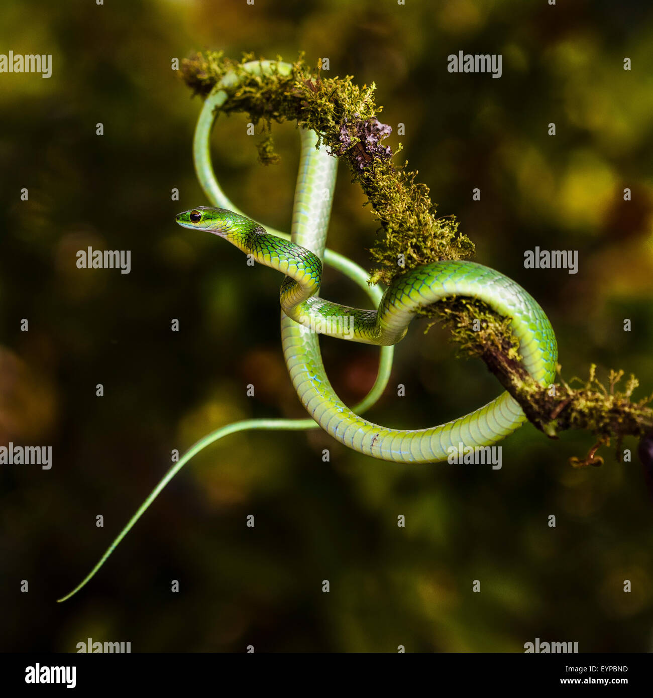 Un perroquet mexicain serpent dans un arbre Banque D'Images