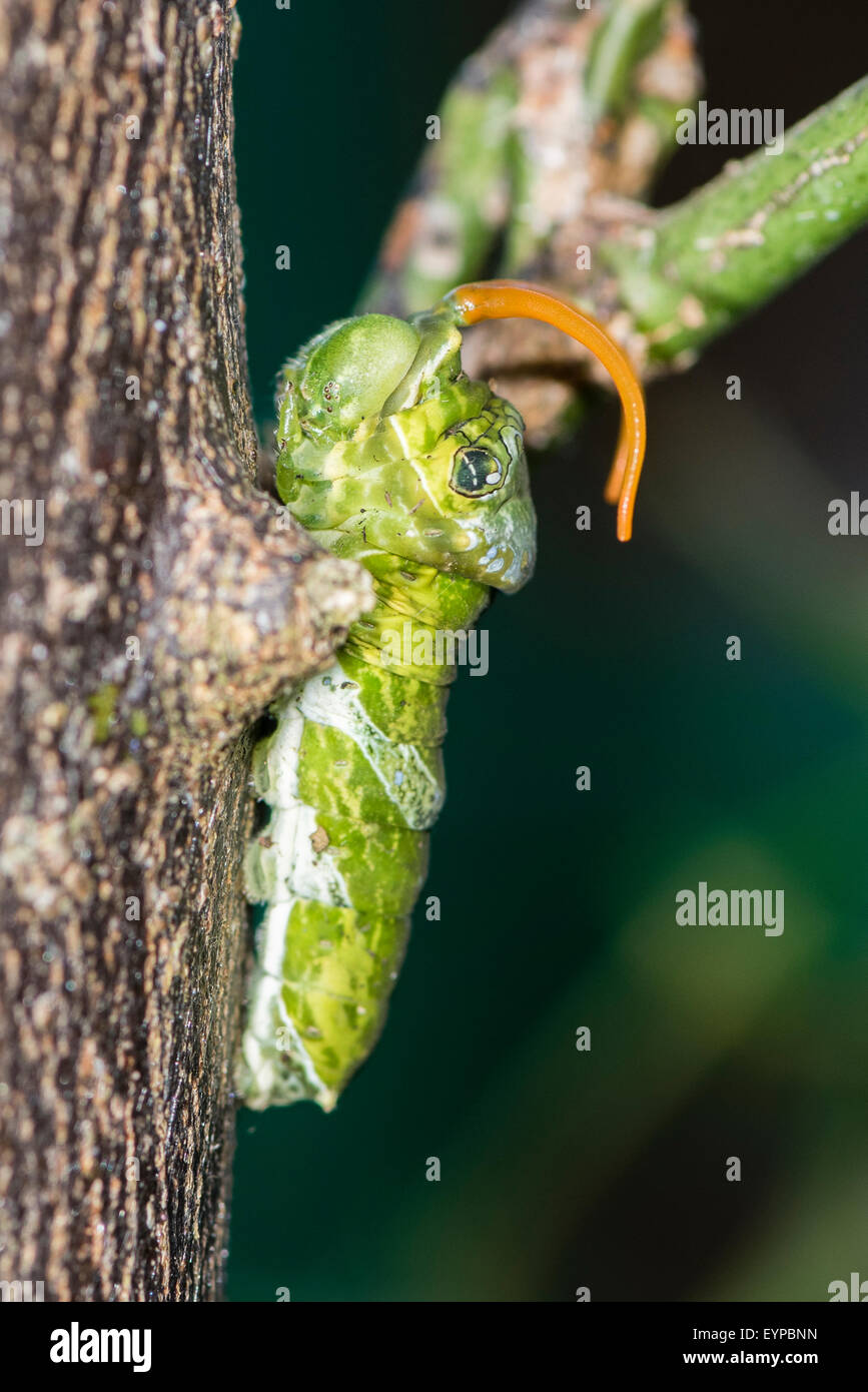 Une chenille du papillon d'agrumes Banque D'Images