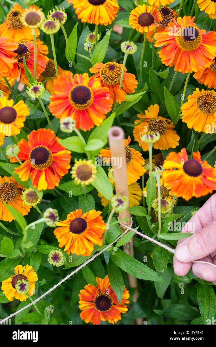 À l'aide du jardinier et les cannes à soutenir Helenium 'Sahin's Early Flowerer' Banque D'Images
