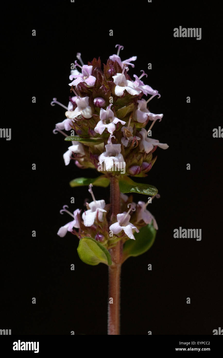 Thymus vulgaris, Thymianblueten ;, Banque D'Images