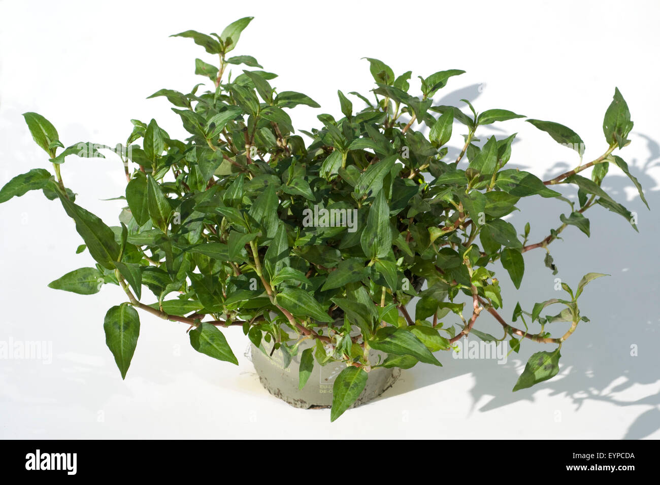 Viatnamesischer Koriander, Polygonum odoratum, Heilpflanzen, Banque D'Images