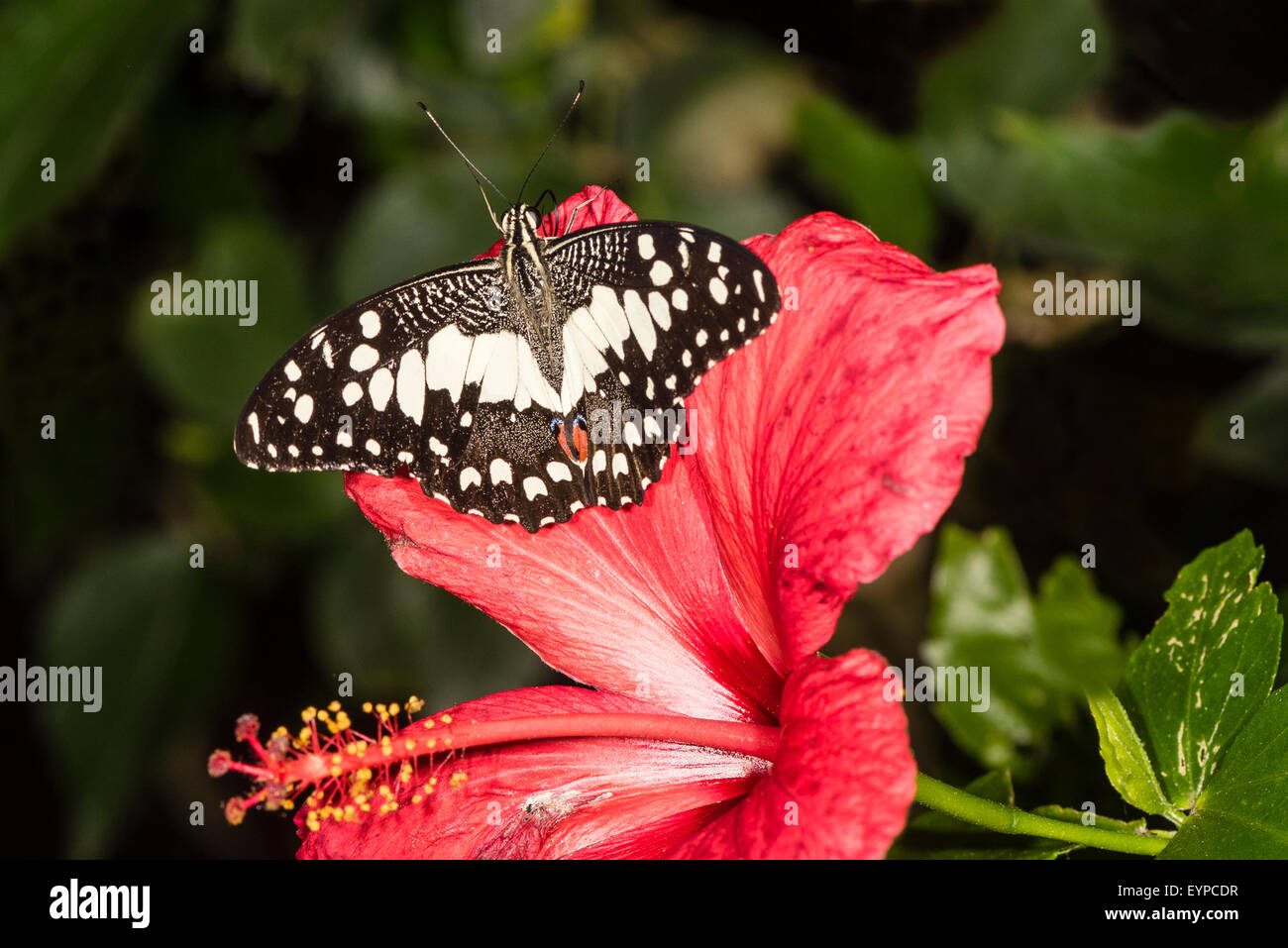 Un Citrus Swallowtail butterfly resting Banque D'Images