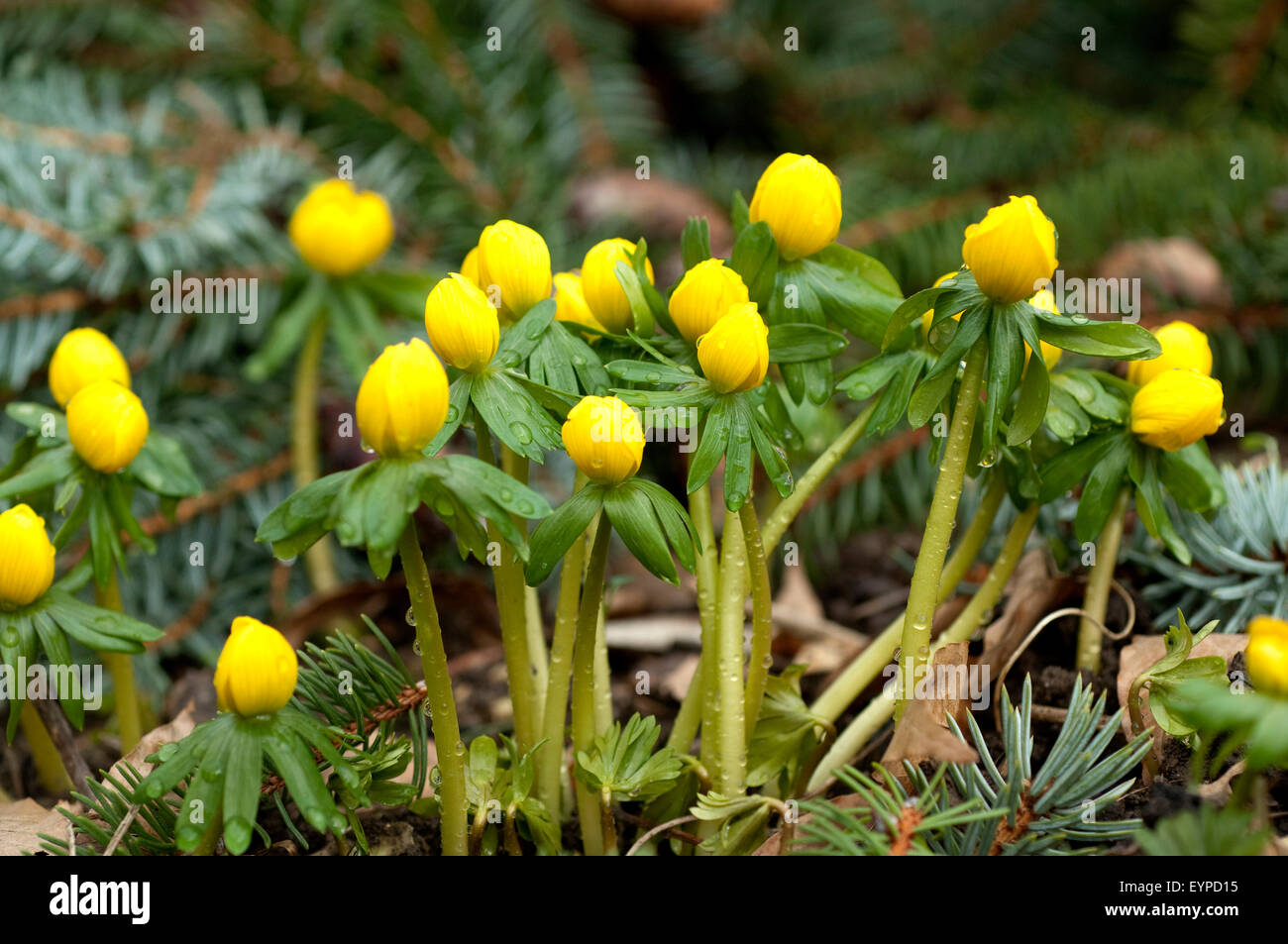 Eranthis hyemalis Winterling,,, Banque D'Images