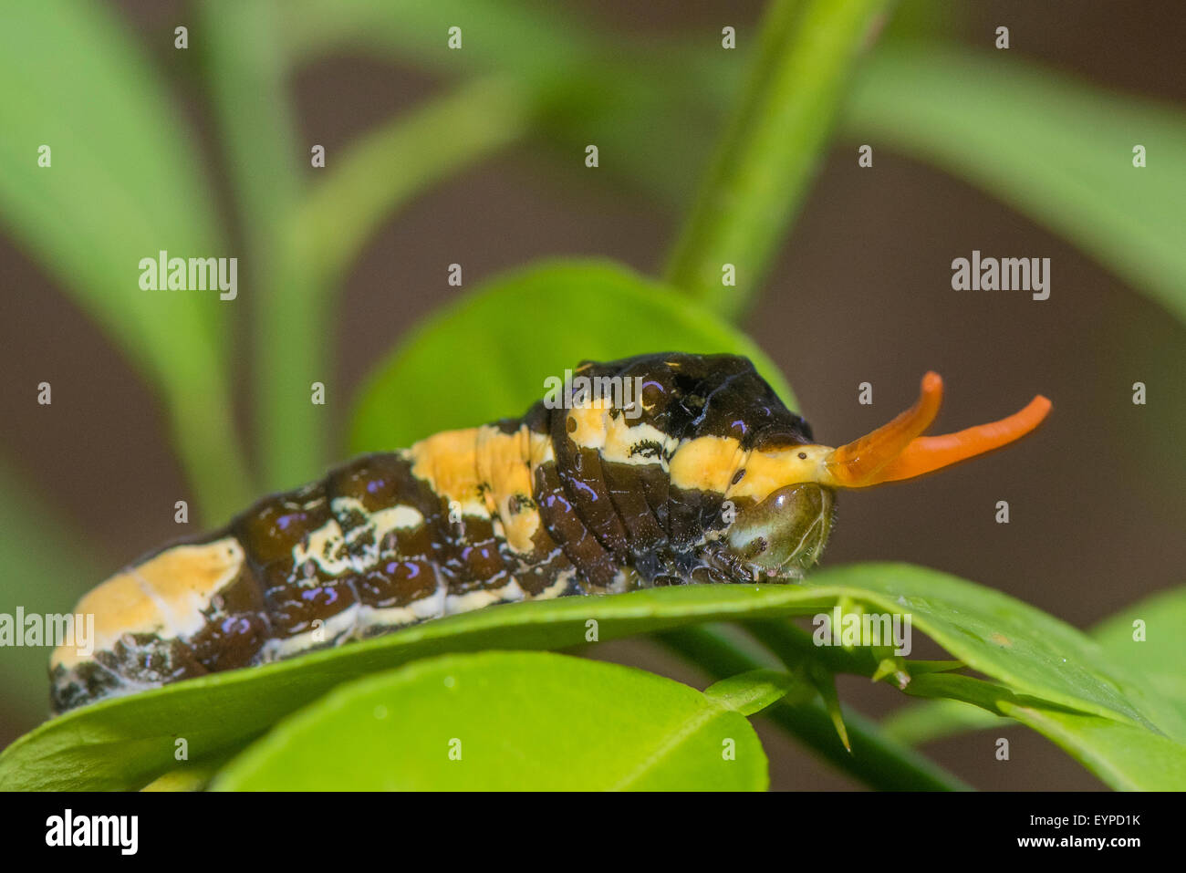 Une larve de la Reine Swallowtail butterfly Banque D'Images