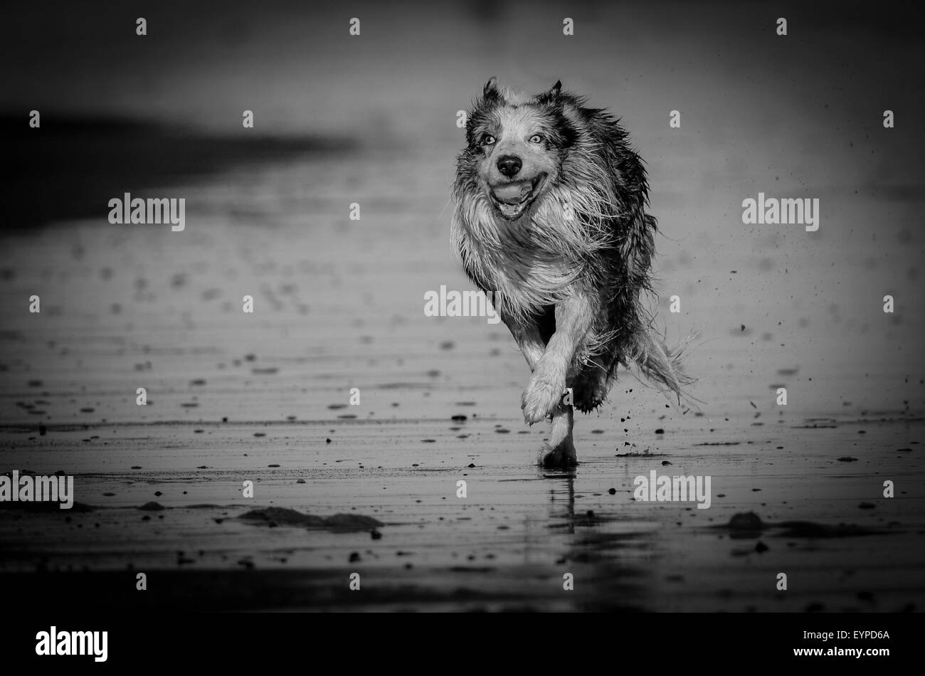 Chien qui court eau plage, jeu, joie, exécuter, mignon, humide, de l'océan, retriever, action, Golden, sable, sain, splash, l'exécution, à l'extérieur, Banque D'Images