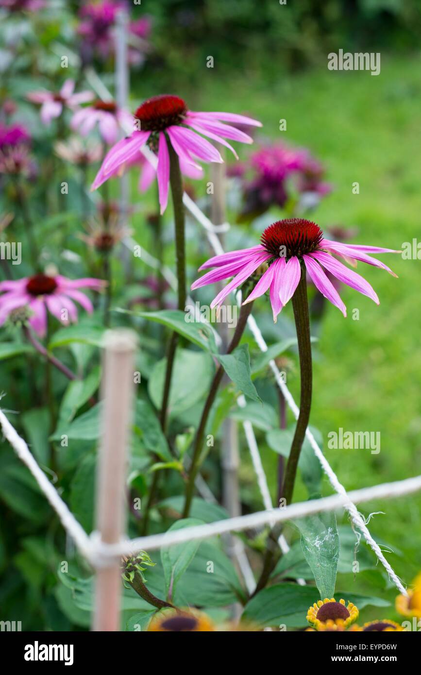 Echinacea purpurea appuyée par les cannes et la ficelle, Banque D'Images