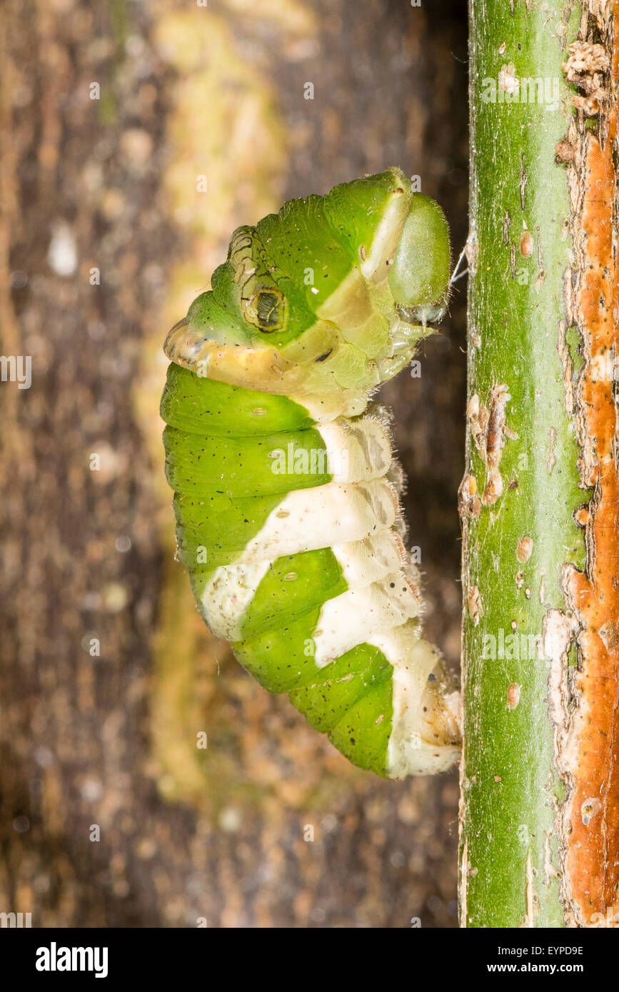 Une chenille de nymphose le Citrus Swallowtail butterfly Banque D'Images
