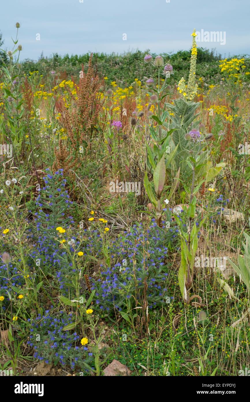 Wasteland sur Industrial Estate avec fleurs sauvages y compris - Séneçon jacobée Senecio jacobaea, Cardère Dipsacus fullonum -, et la vul Banque D'Images