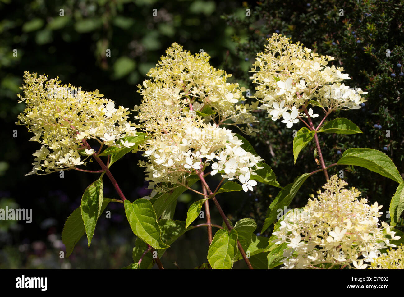 Fleurs stériles blanc crème de la floraison d'été plus tard Hydrangea paniculata 'Phantom' Banque D'Images