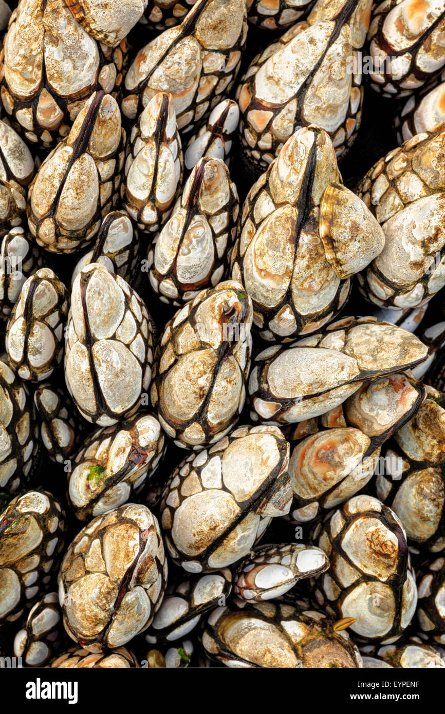 Bernacles marins Banque de photographies et d’images à haute résolution ...