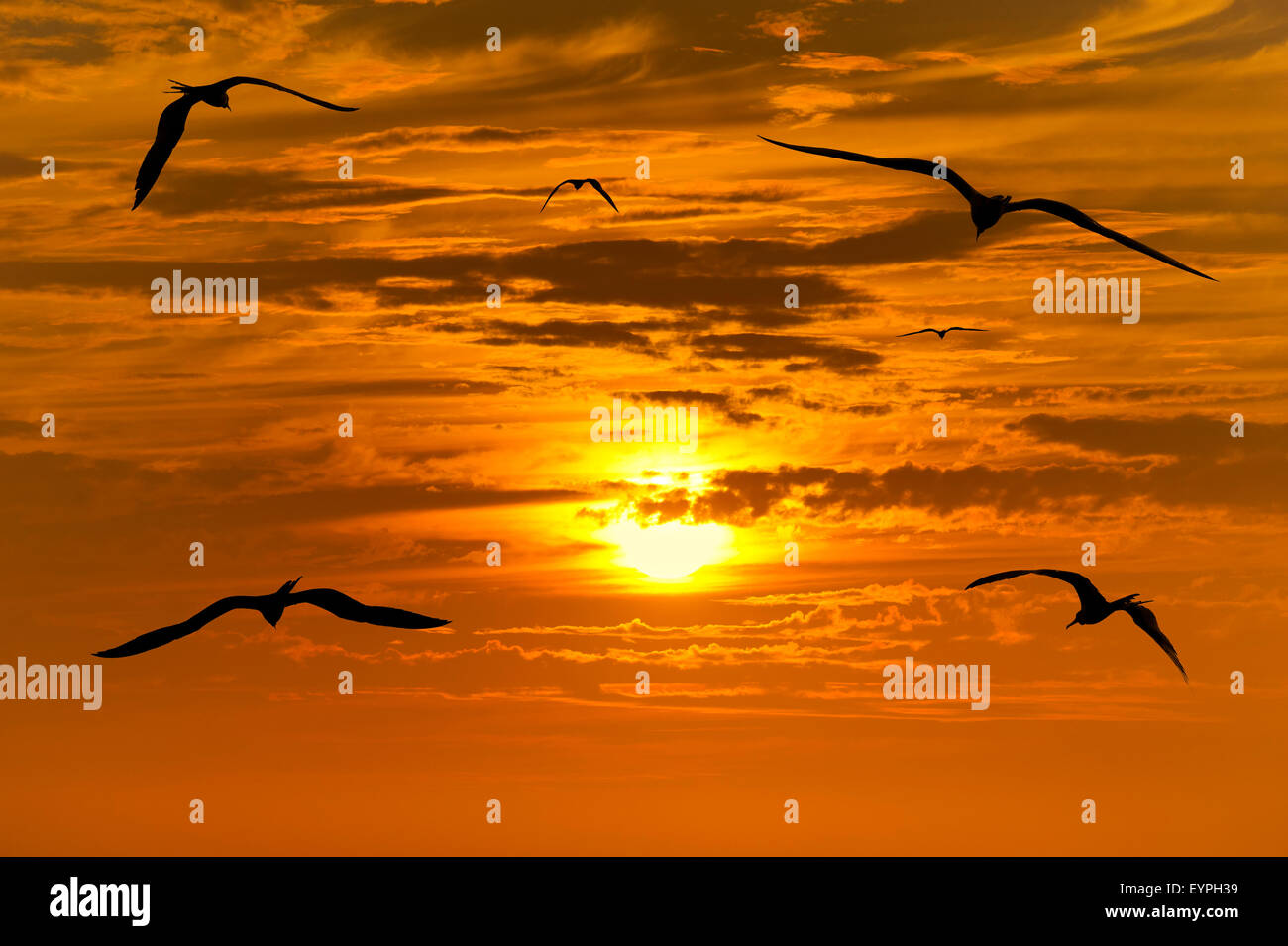 Silhouette d'oiseaux est un groupe d'oiseaux volant découpé avec un beau coucher de soleil jaune et orange éclatant en arrière-plan. Banque D'Images