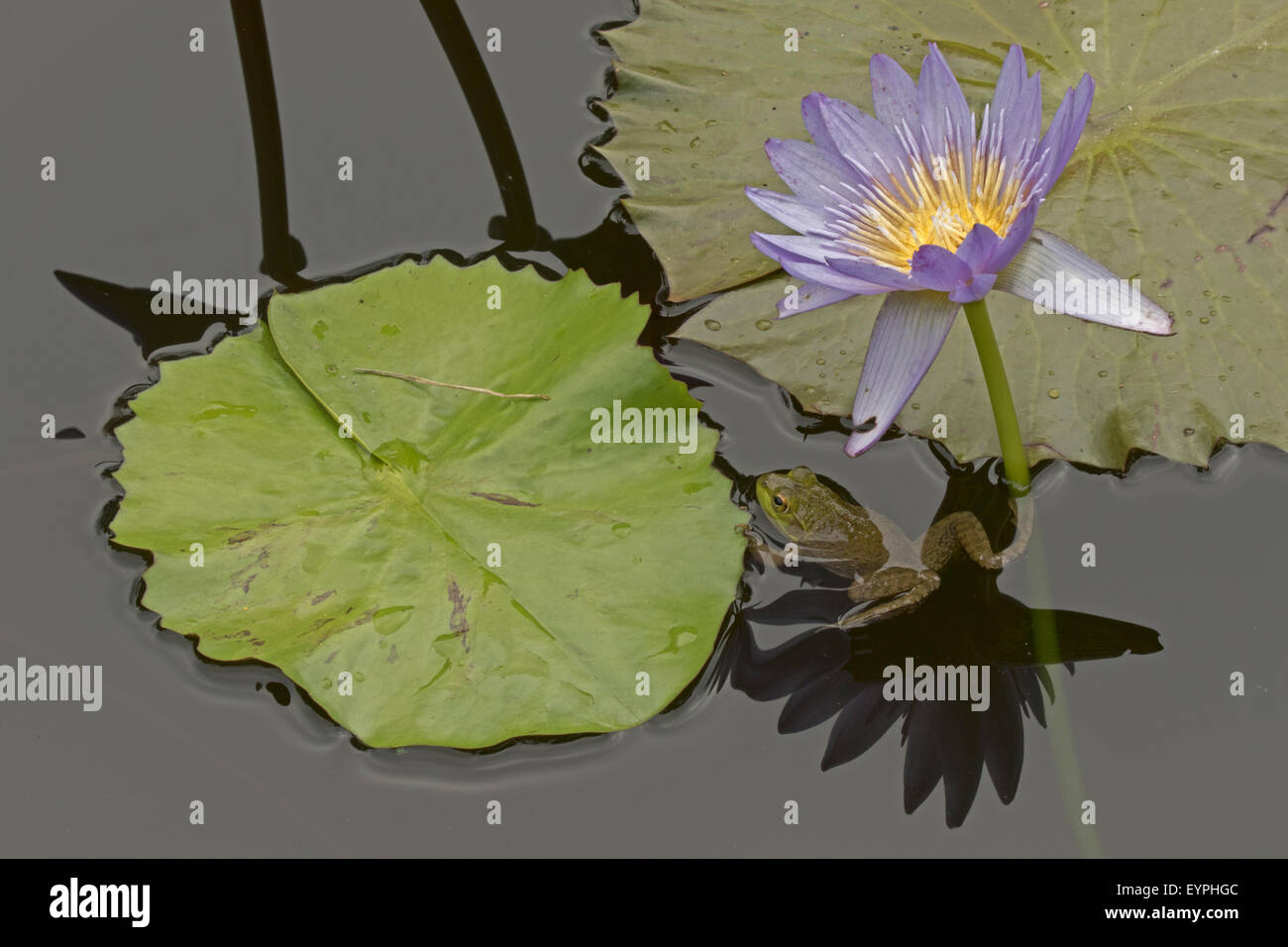 (Lithobates catesbeianus grenouille taureau américain), indigène de l'Amérique du Nord (Rana, catesbiena), Washington, District of Columbia, o Banque D'Images