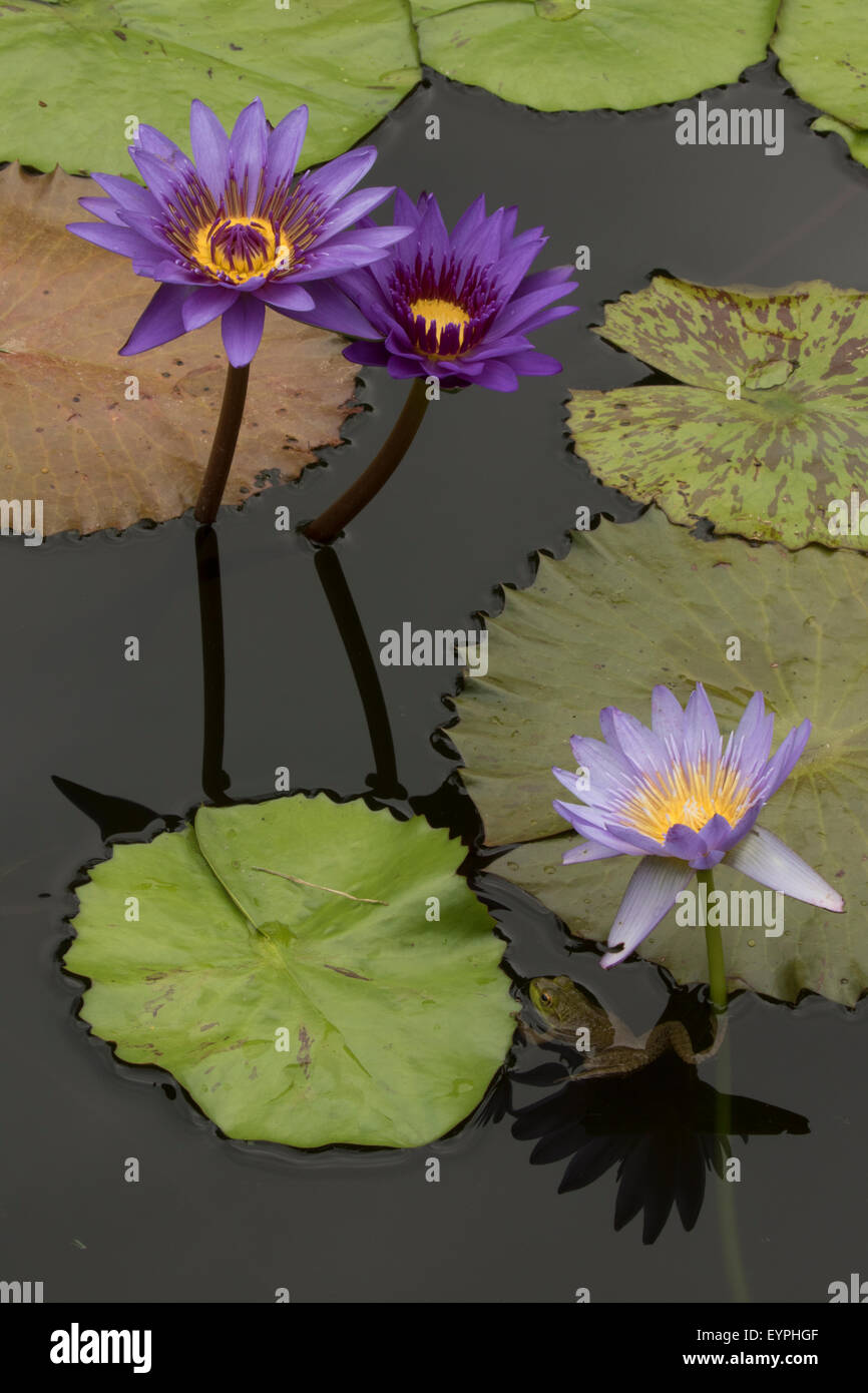 (Lithobates catesbeianus grenouille taureau américain), indigène de l'Amérique du Nord (Rana, catesbiena), Washington, District of Columbia, o Banque D'Images