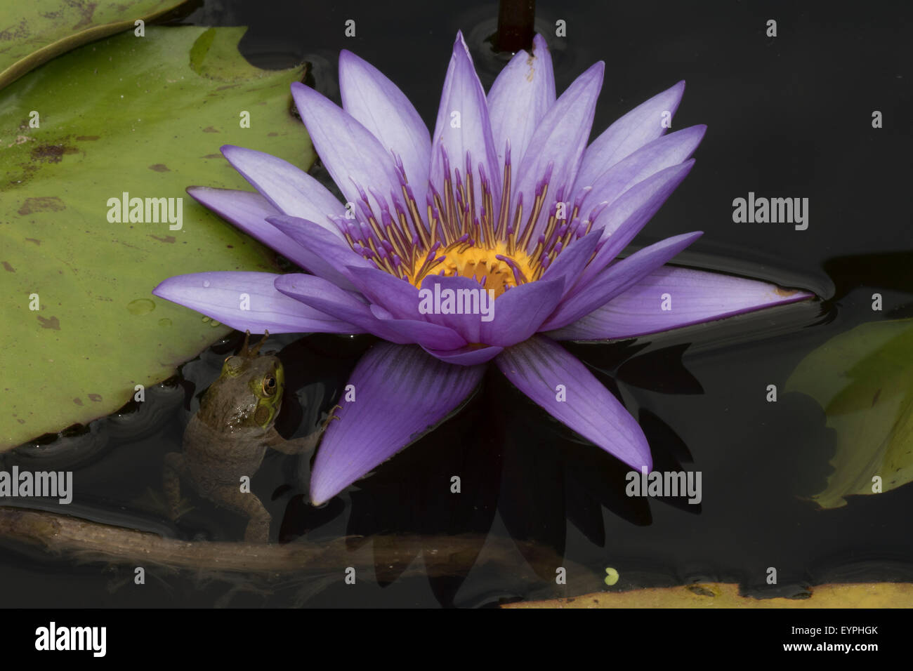 (Lithobates catesbeianus grenouille taureau américain), indigène de l'Amérique du Nord (Rana, catesbiena), Washington, District of Columbia, o Banque D'Images