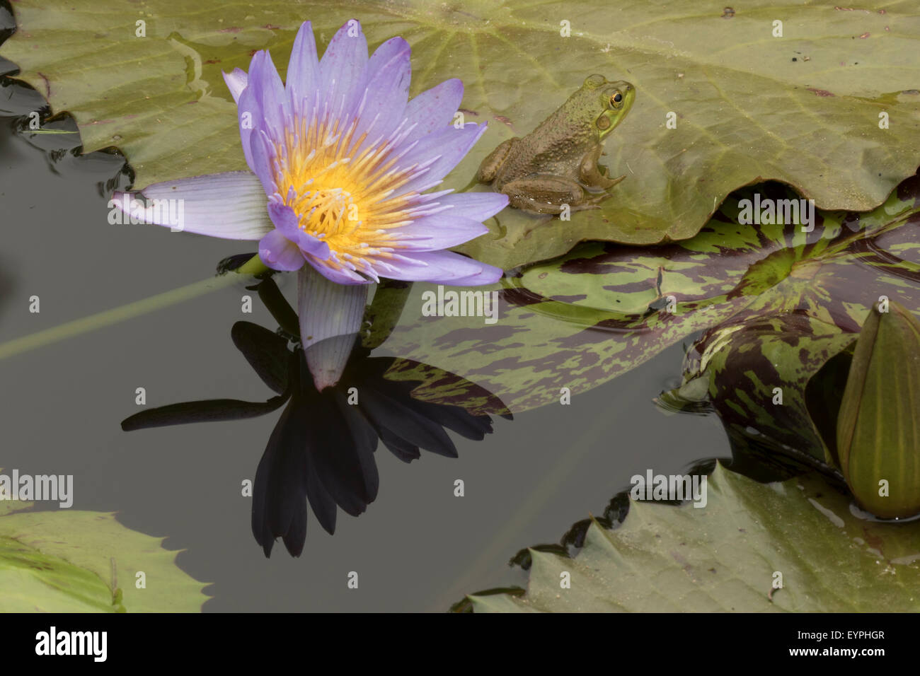 (Lithobates catesbeianus grenouille taureau américain), indigène de l'Amérique du Nord (Rana, catesbiena), Washington, District of Columbia, o Banque D'Images