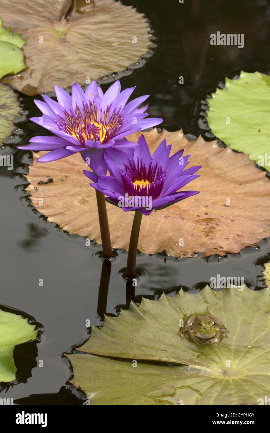 (Lithobates catesbeianus grenouille taureau américain), indigène de l'Amérique du Nord (Rana, catesbiena), Washington, District of Columbia, o Banque D'Images