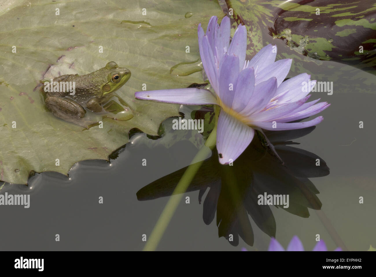 (Lithobates catesbeianus grenouille taureau américain), indigène de l'Amérique du Nord (Rana, catesbiena), Washington, District of Columbia, o Banque D'Images