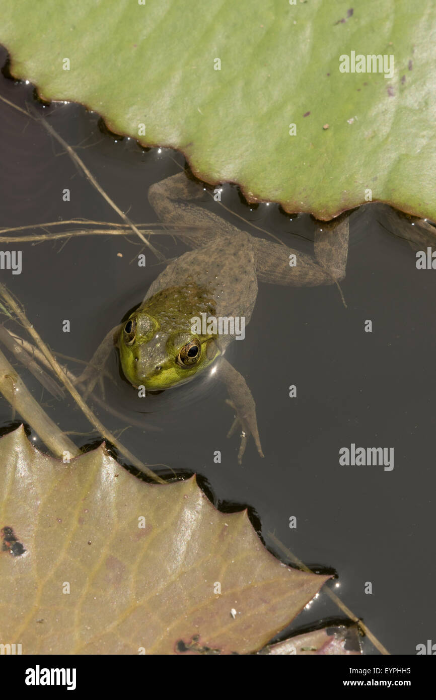 (Lithobates catesbeianus grenouille taureau américain), indigène de l'Amérique du Nord (Rana, catesbiena), Washington, District of Columbia, o Banque D'Images