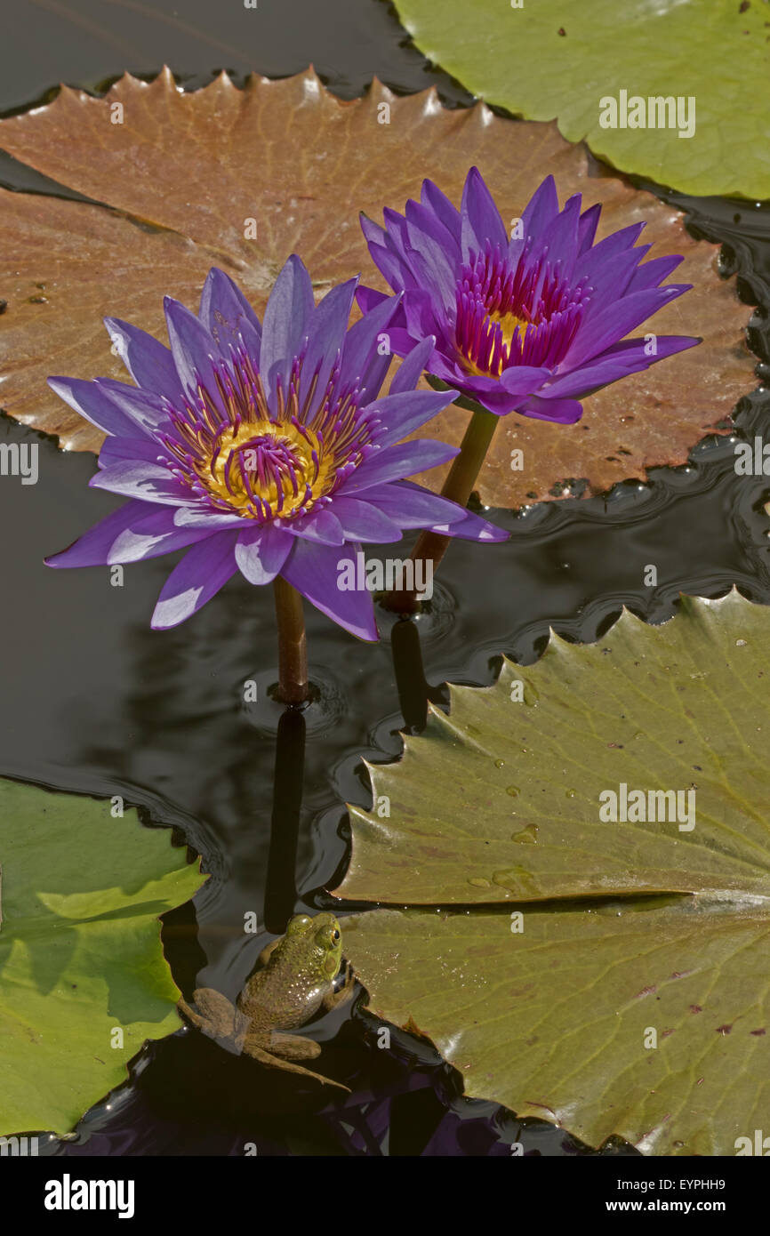 (Lithobates catesbeianus grenouille taureau américain), indigène de l'Amérique du Nord (Rana, catesbiena), Washington, District of Columbia, o Banque D'Images