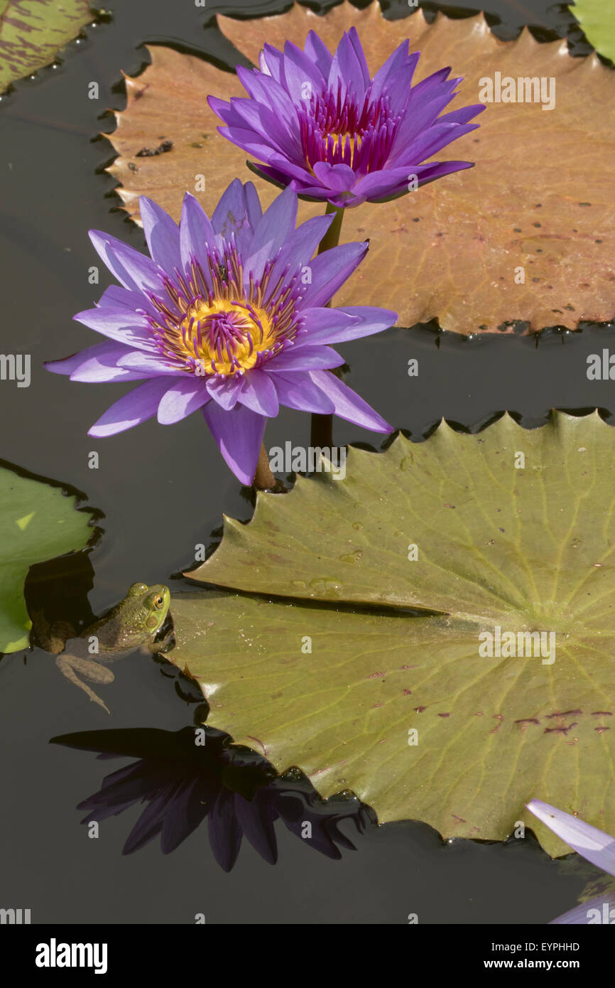 (Lithobates catesbeianus grenouille taureau américain), indigène de l'Amérique du Nord (Rana, catesbiena), Washington, District of Columbia, o Banque D'Images