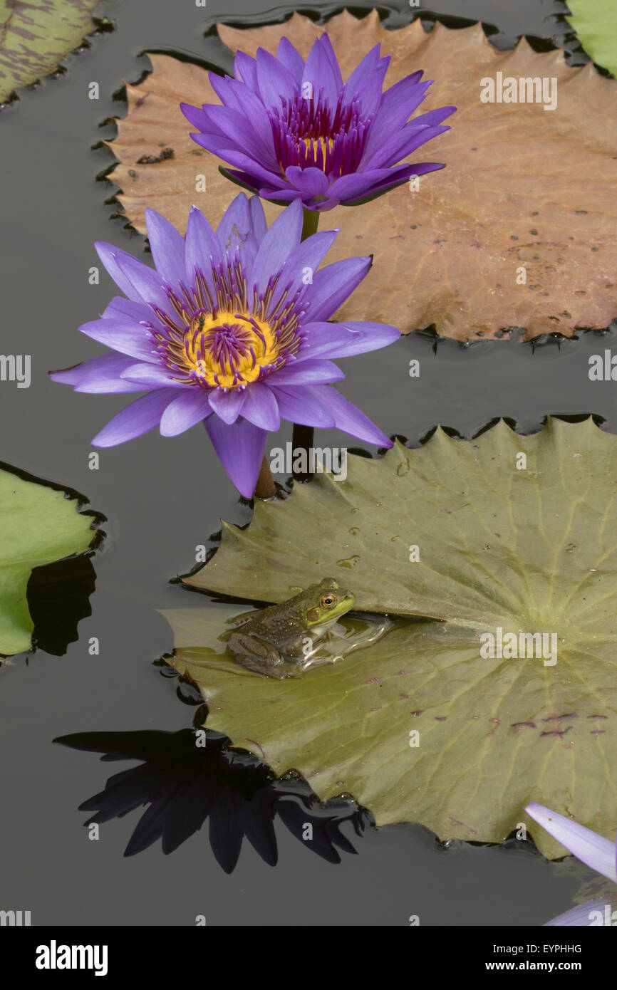 (Lithobates catesbeianus grenouille taureau américain), indigène de l'Amérique du Nord (Rana, catesbiena), Washington, District of Columbia, o Banque D'Images