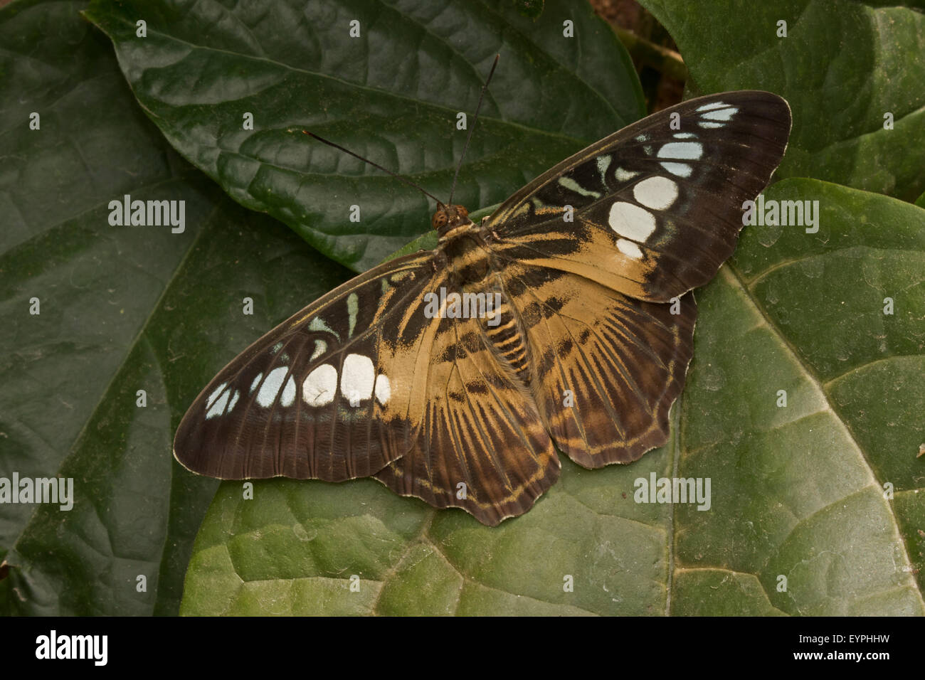 Clipper (Parthenos sylvia) (Brown clipper), Papillon nymphalid trouvés en Asie du Sud et du Sud-Est, principalement dans les zones forestières, Banque D'Images