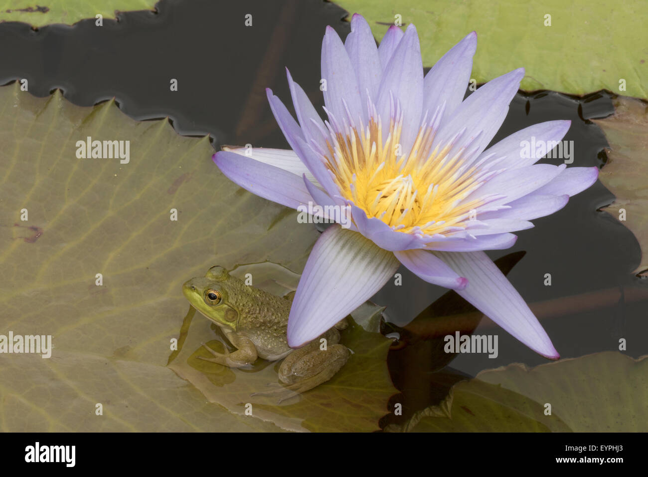 (Lithobates catesbeianus grenouille taureau américain), indigène de l'Amérique du Nord (Rana, catesbiena), Washington, District of Columbia, o Banque D'Images