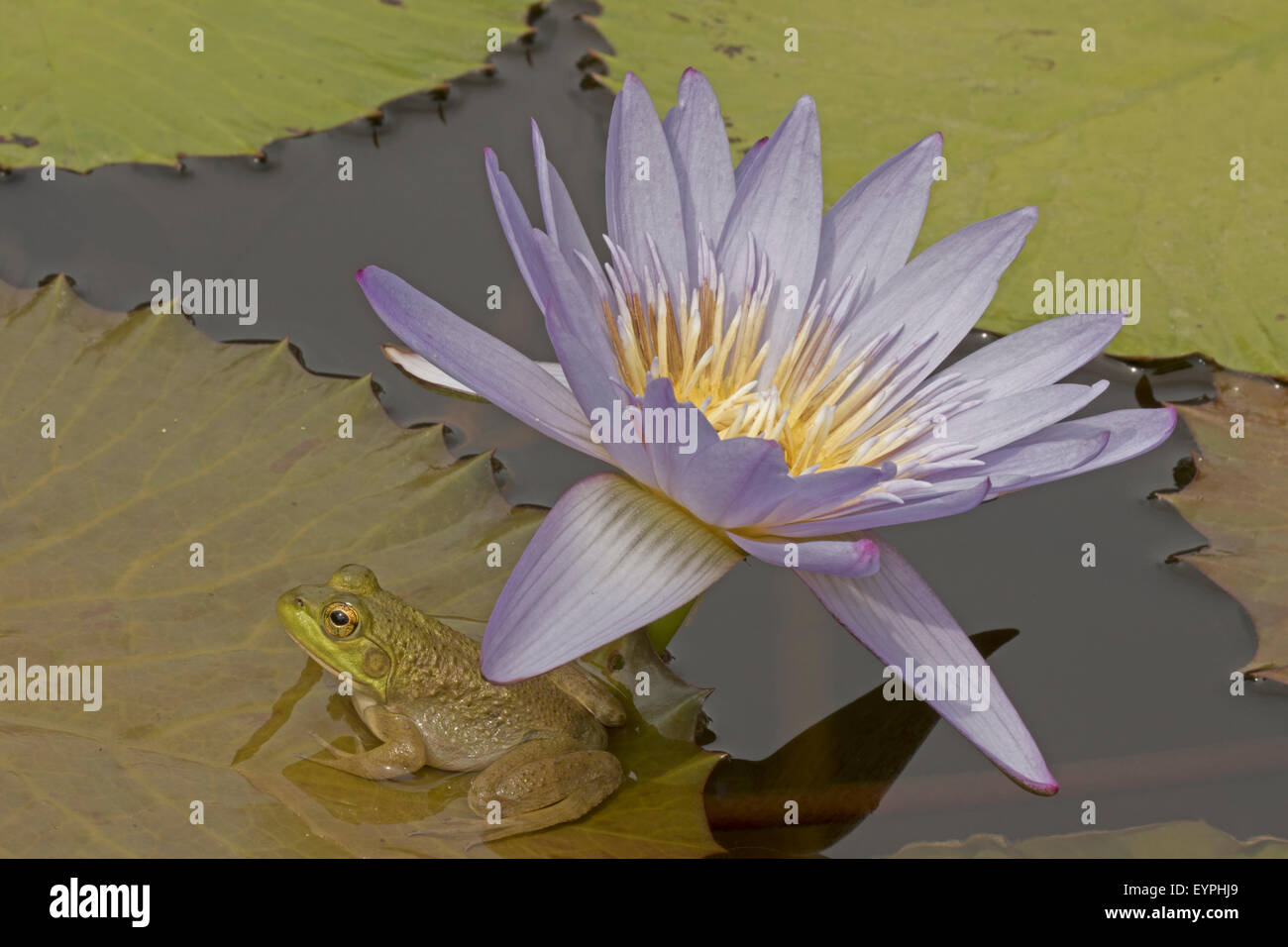 (Lithobates catesbeianus grenouille taureau américain), indigène de l'Amérique du Nord (Rana, catesbiena), Washington, District of Columbia, o Banque D'Images