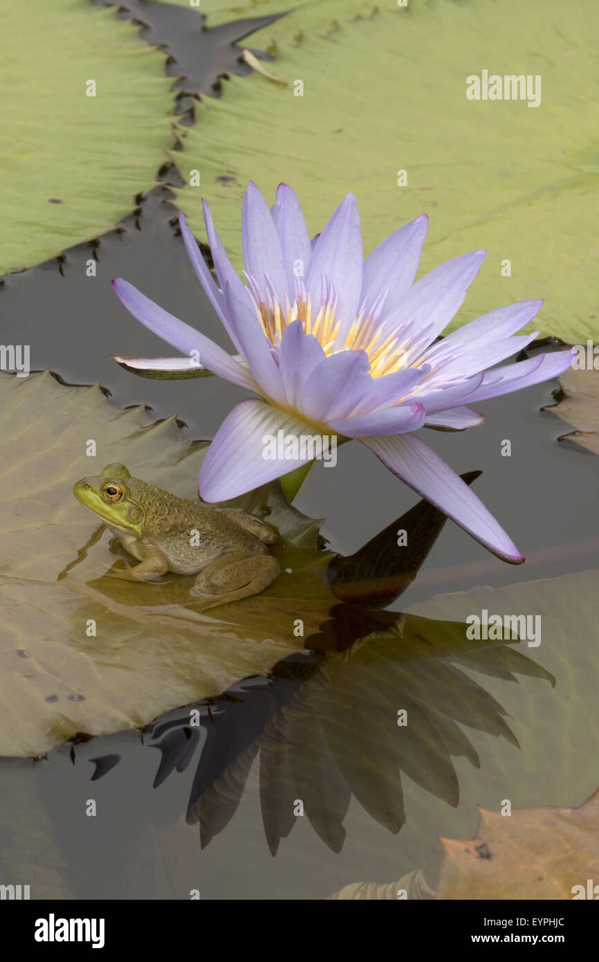 (Lithobates catesbeianus grenouille taureau américain), indigène de l'Amérique du Nord (Rana, catesbiena), Washington, District of Columbia, o Banque D'Images