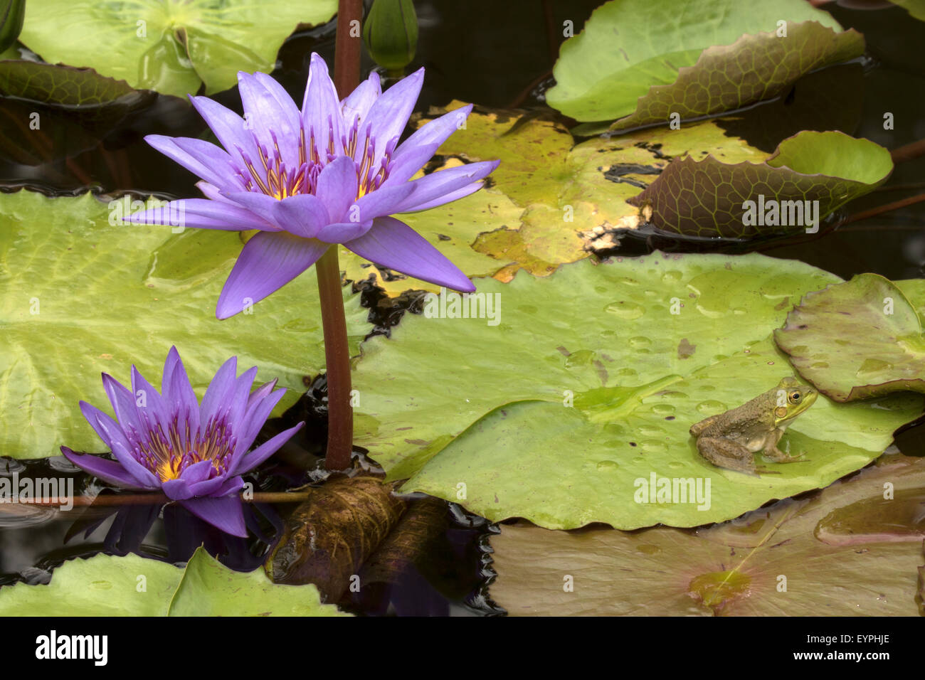 (Lithobates catesbeianus grenouille taureau américain), indigène de l'Amérique du Nord (Rana, catesbiena), Washington, District of Columbia, o Banque D'Images