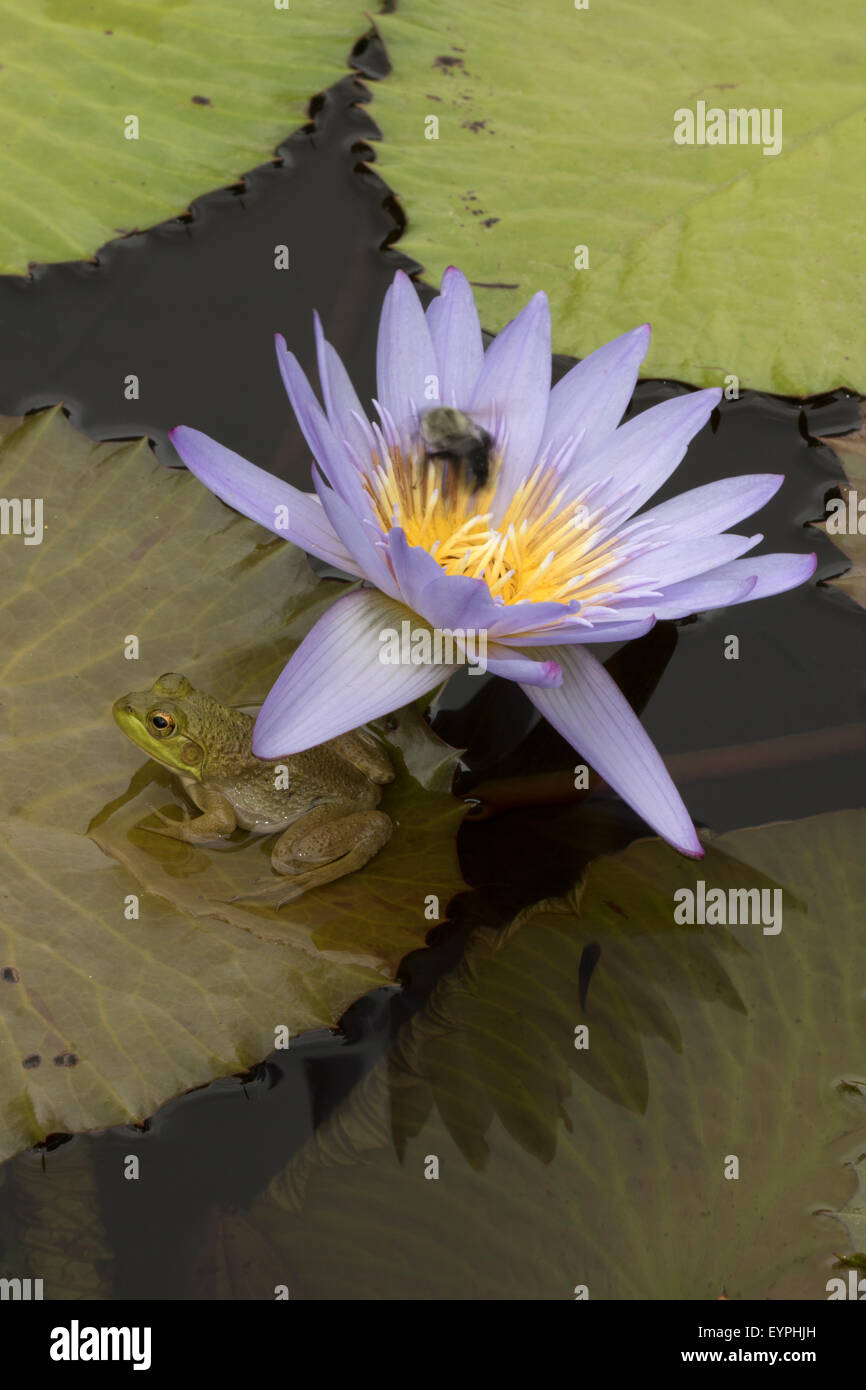 (Lithobates catesbeianus grenouille taureau américain), indigène de l'Amérique du Nord (Rana, catesbiena), Washington, District of Columbia, o Banque D'Images