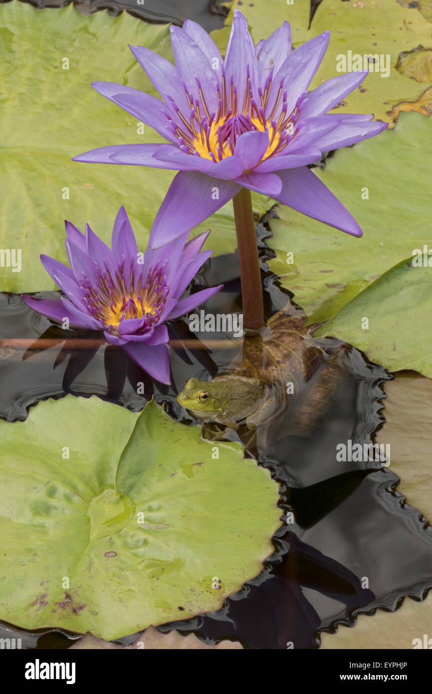 (Lithobates catesbeianus grenouille taureau américain), indigène de l'Amérique du Nord (Rana, catesbiena), Washington, District of Columbia, o Banque D'Images