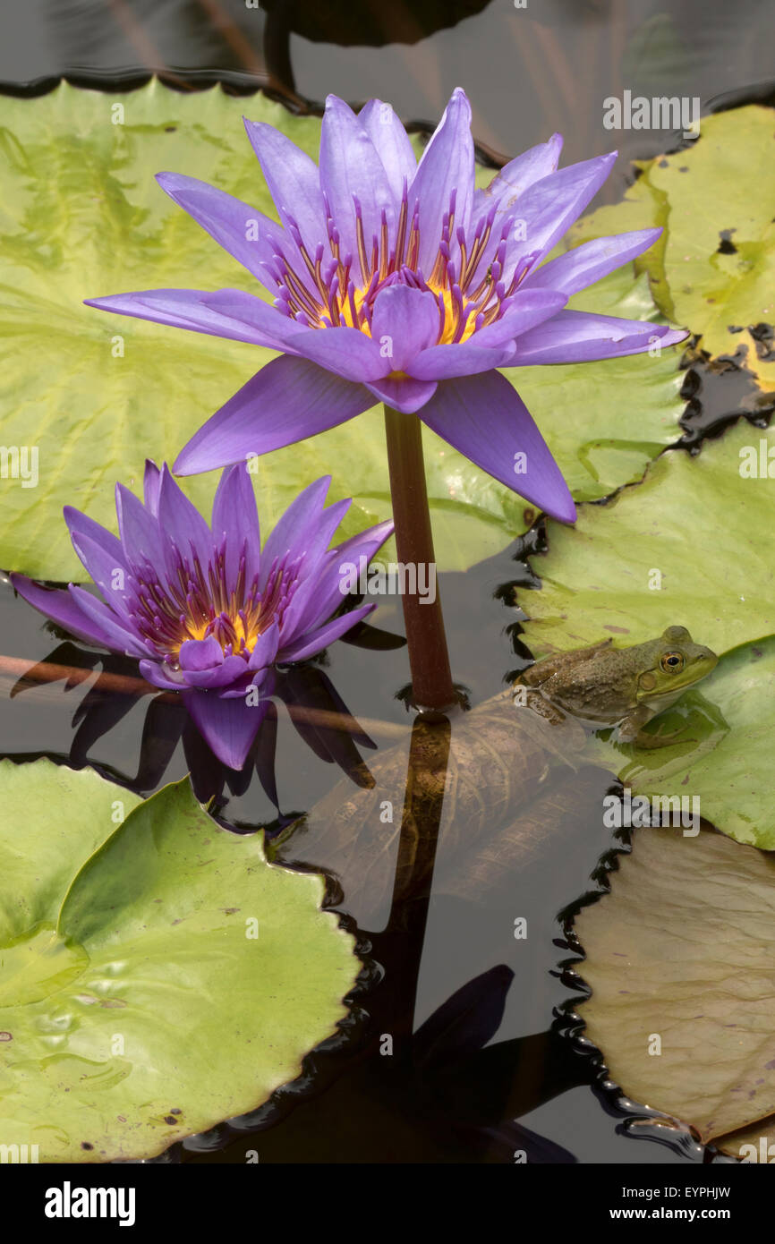 (Lithobates catesbeianus grenouille taureau américain), indigène de l'Amérique du Nord (Rana, catesbiena), Washington, District of Columbia, o Banque D'Images