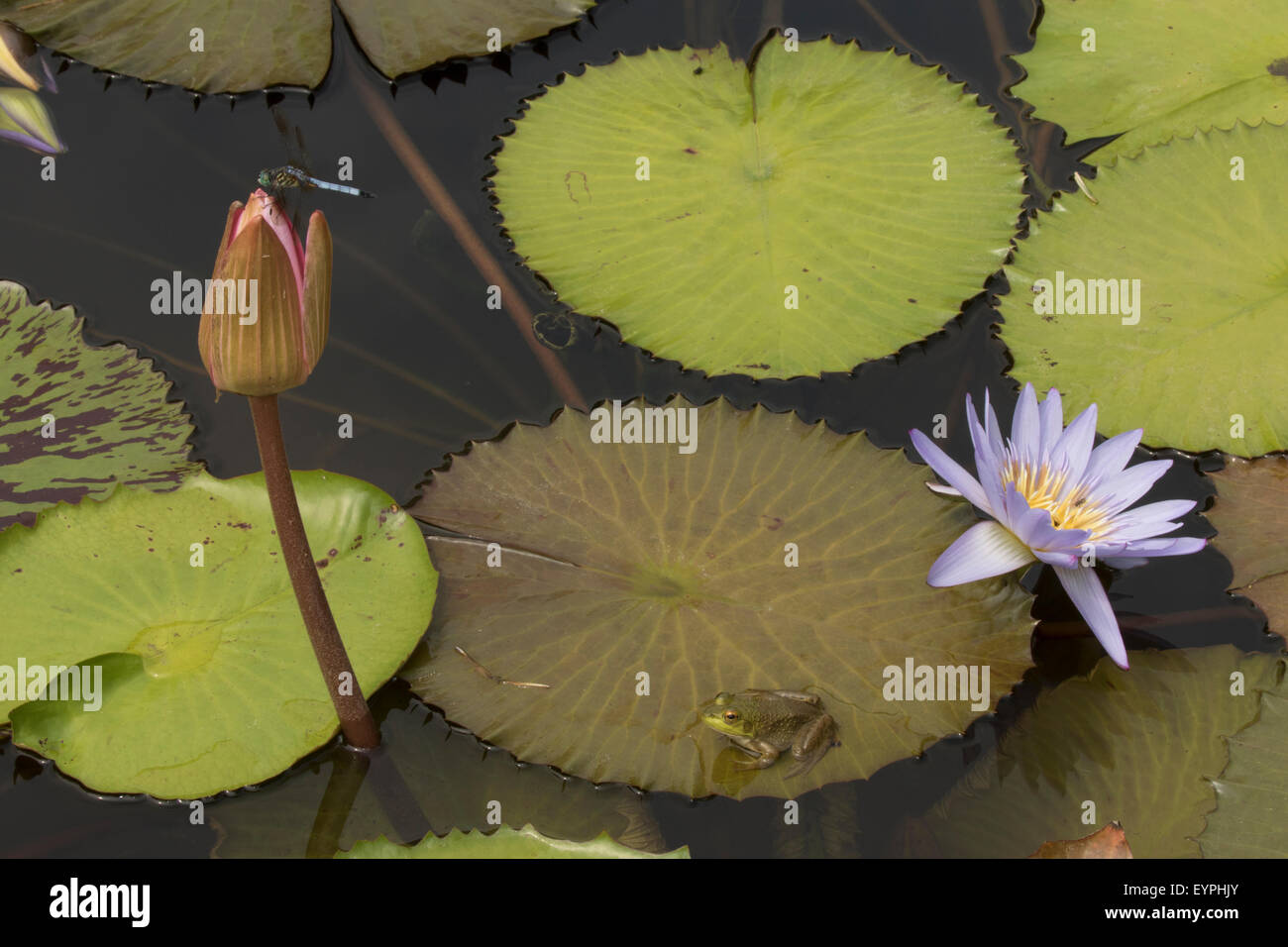 (Lithobates catesbeianus grenouille taureau américain), indigène de l'Amérique du Nord (Rana, catesbiena), Washington, District of Columbia, o Banque D'Images