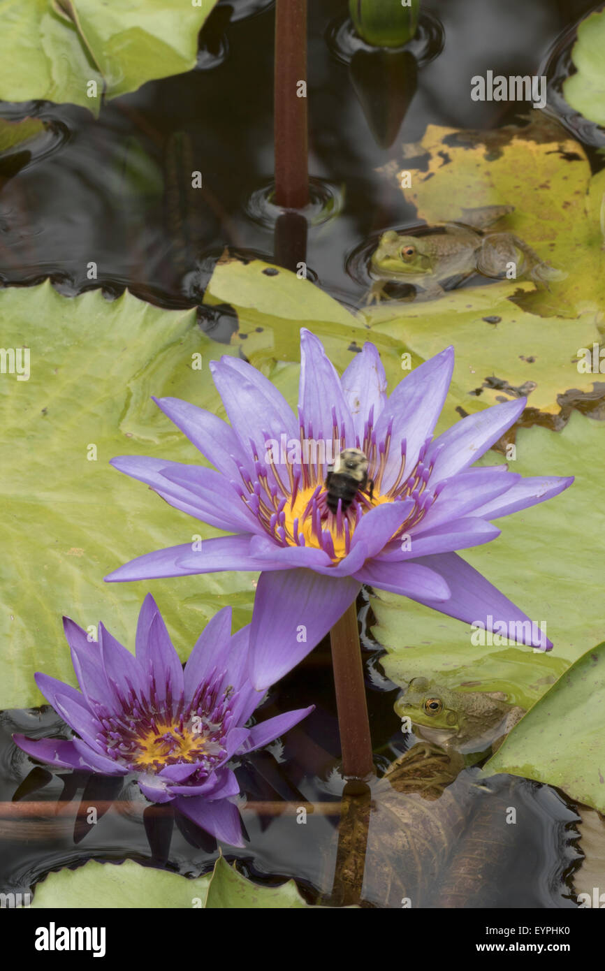 (Lithobates catesbeianus grenouille taureau américain), indigène de l'Amérique du Nord (Rana, catesbiena), Washington, District of Columbia, o Banque D'Images
