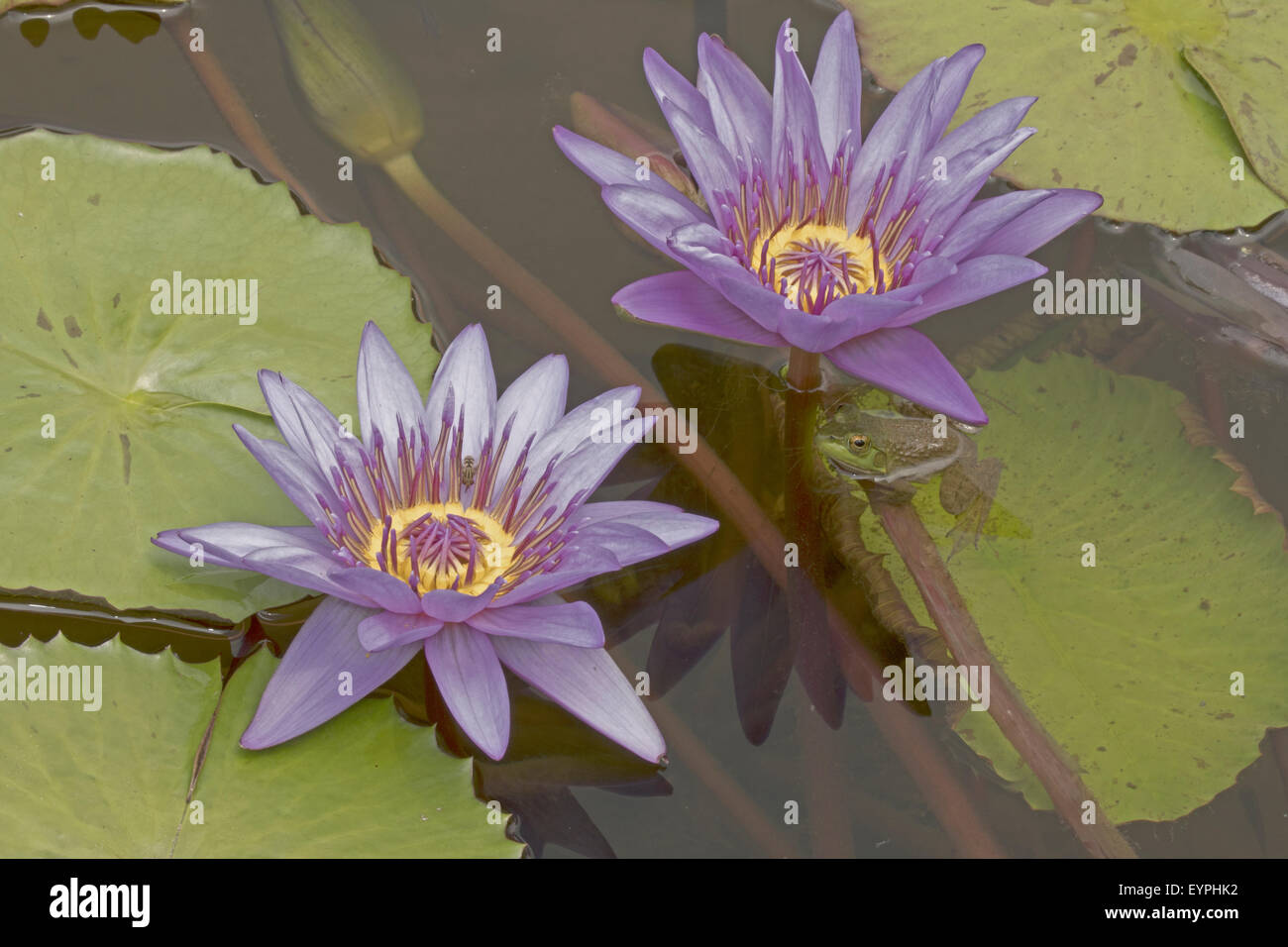 (Lithobates catesbeianus grenouille taureau américain), indigène de l'Amérique du Nord (Rana, catesbiena), Washington, District of Columbia, o Banque D'Images