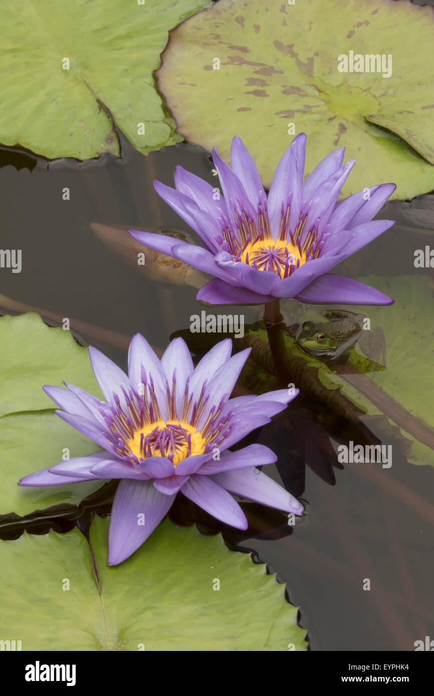 (Lithobates catesbeianus grenouille taureau américain), indigène de l'Amérique du Nord (Rana, catesbiena), Washington, District of Columbia, o Banque D'Images