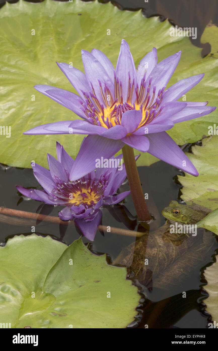 (Lithobates catesbeianus grenouille taureau américain), indigène de l'Amérique du Nord (Rana, catesbiena), Washington, District of Columbia, o Banque D'Images