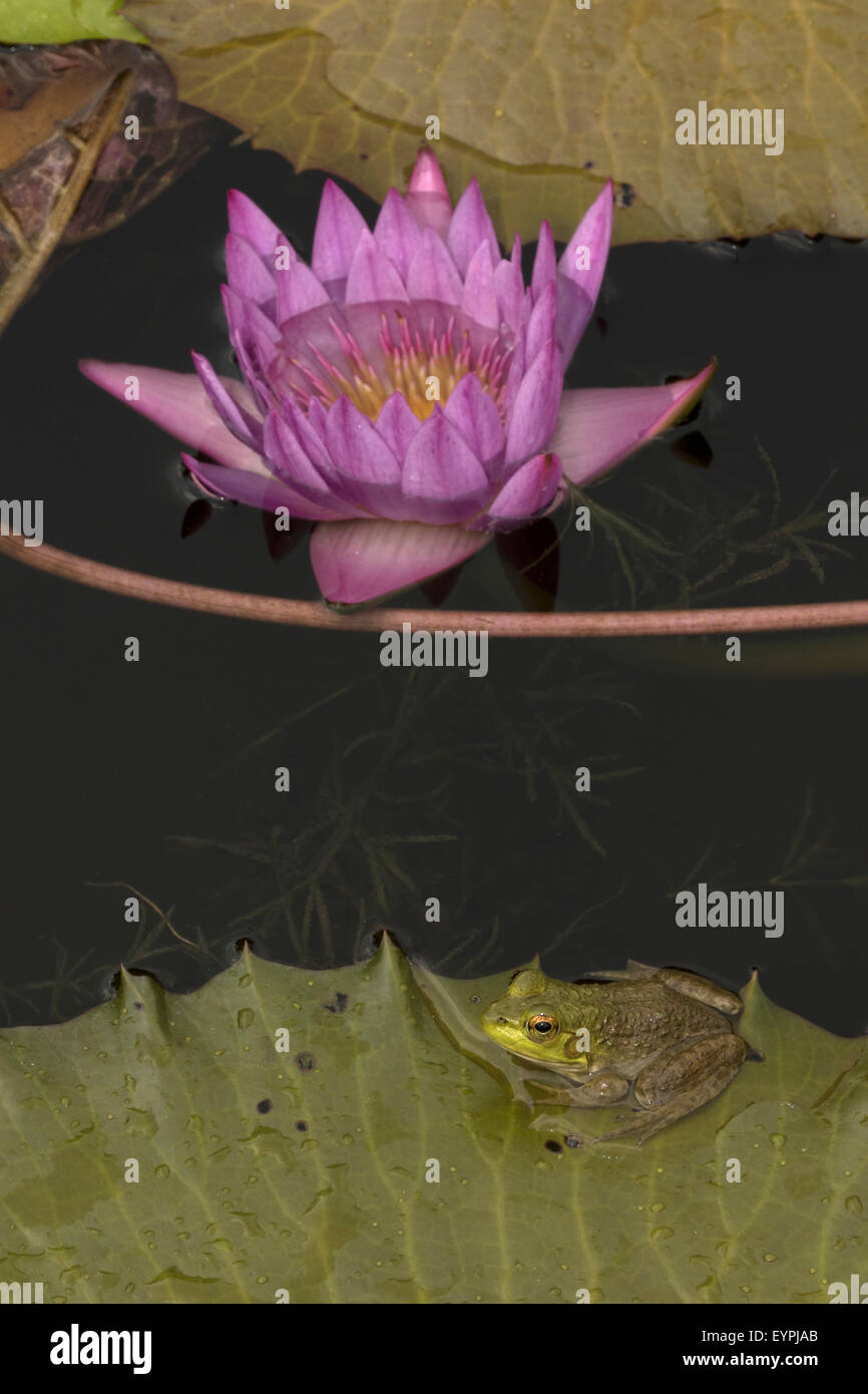 (Lithobates catesbeianus grenouille taureau américain), indigène de l'Amérique du Nord (Rana, catesbiena), Washington, District of Columbia, o Banque D'Images