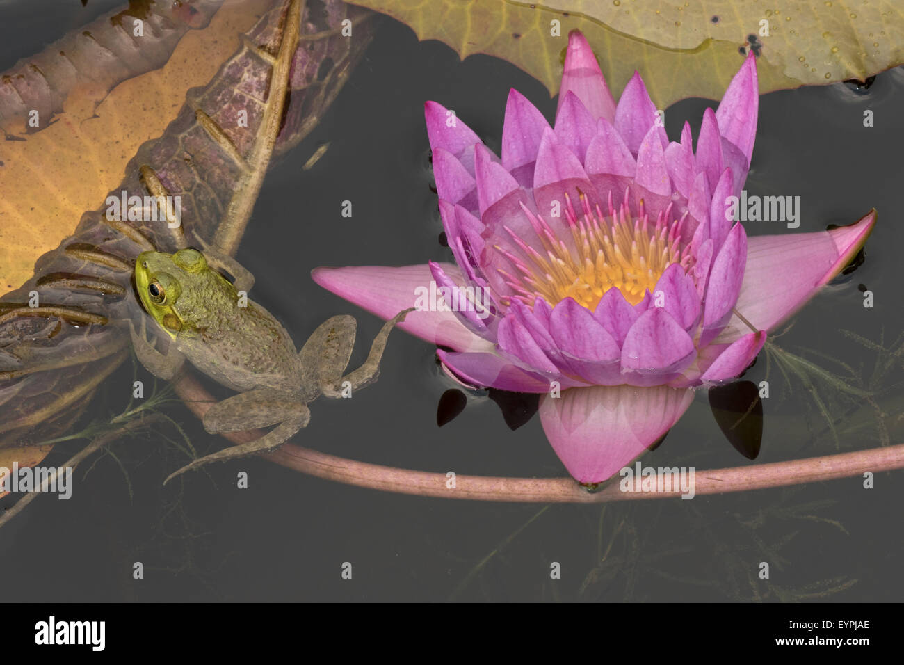 (Lithobates catesbeianus grenouille taureau américain), indigène de l'Amérique du Nord (Rana, catesbiena), Washington, District of Columbia, o Banque D'Images