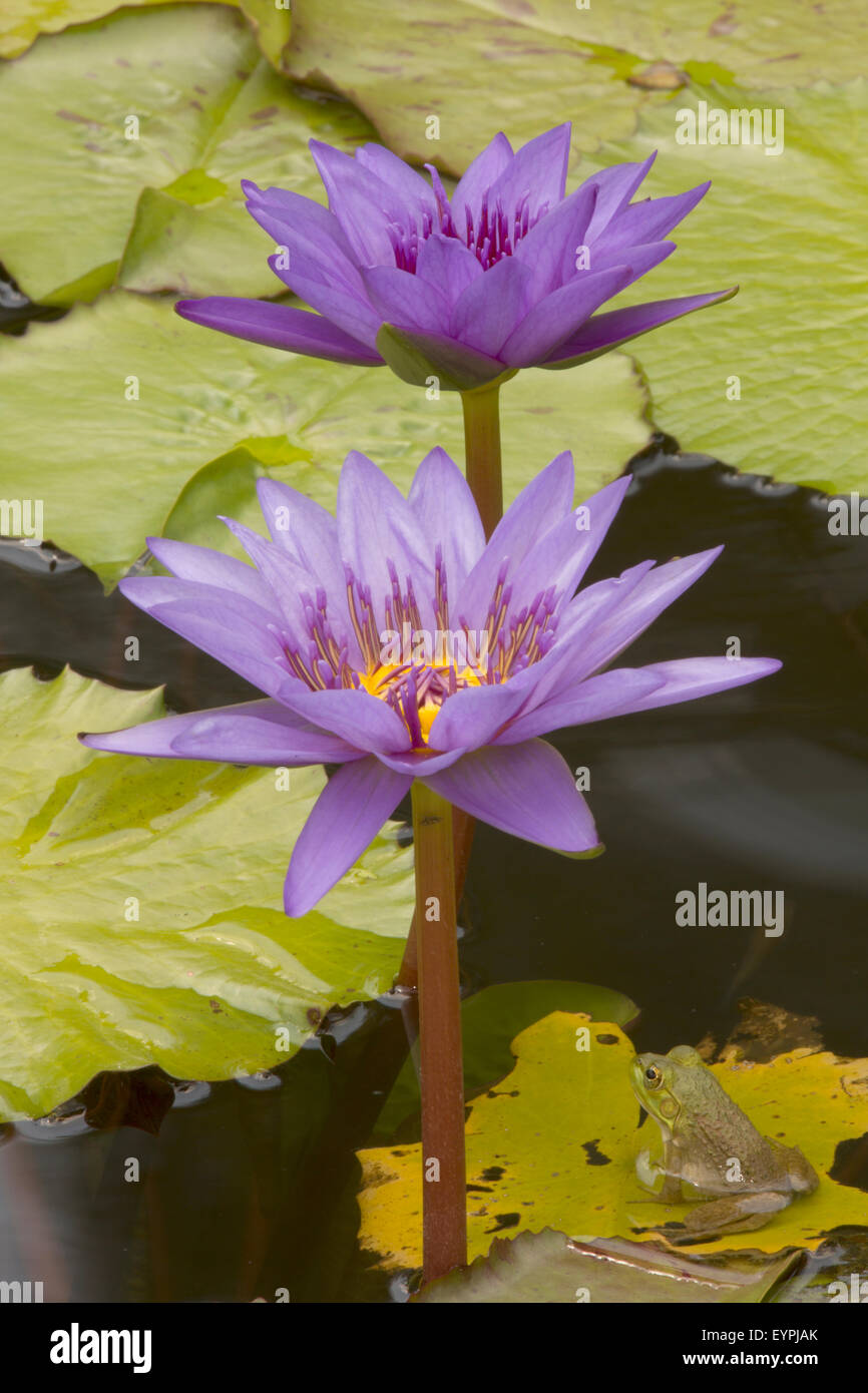 (Lithobates catesbeianus grenouille taureau américain), indigène de l'Amérique du Nord (Rana, catesbiena), Washington, District of Columbia, o Banque D'Images