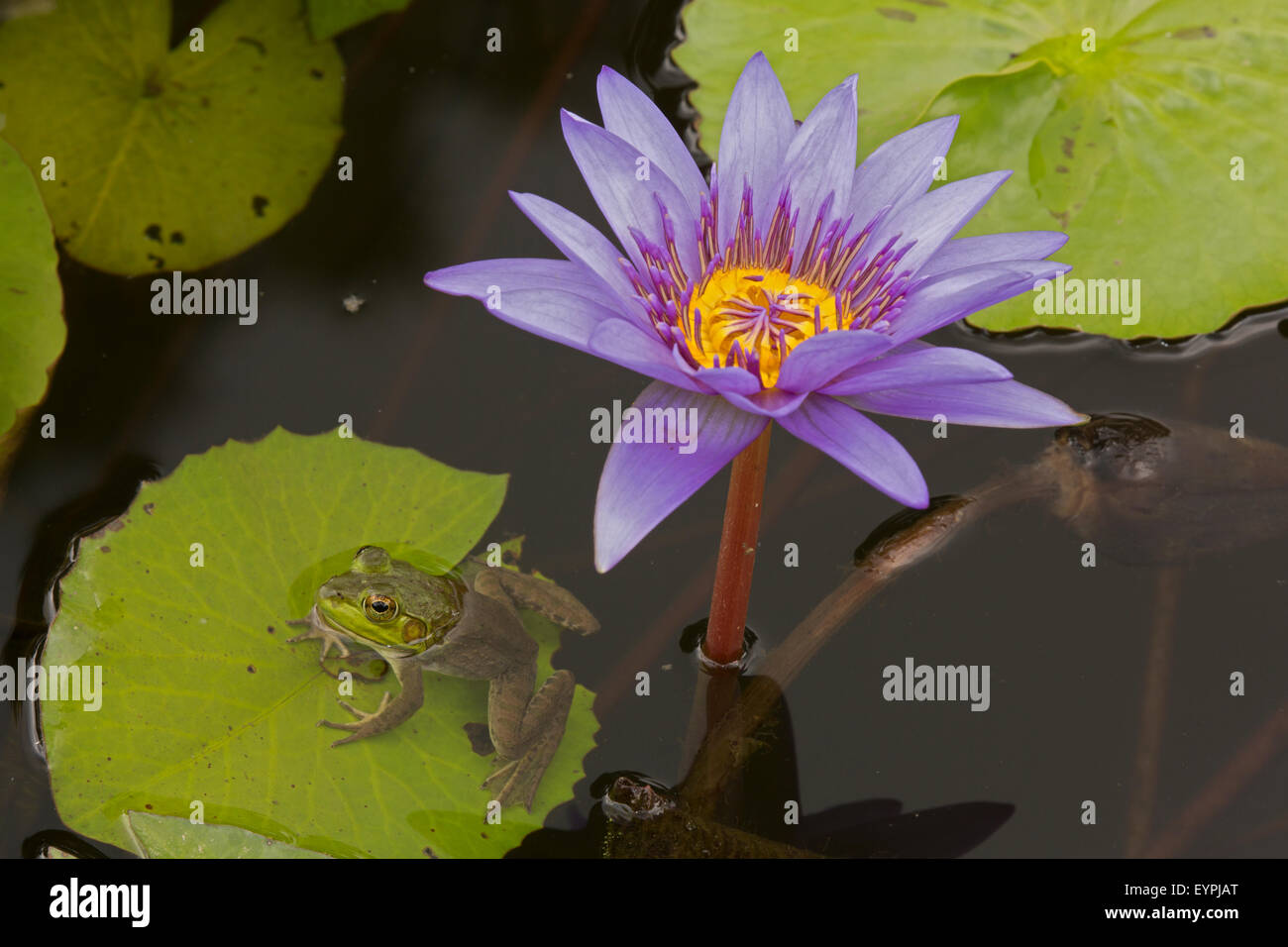 (Lithobates catesbeianus grenouille taureau américain), indigène de l'Amérique du Nord (Rana, catesbiena), Washington, District of Columbia, o Banque D'Images