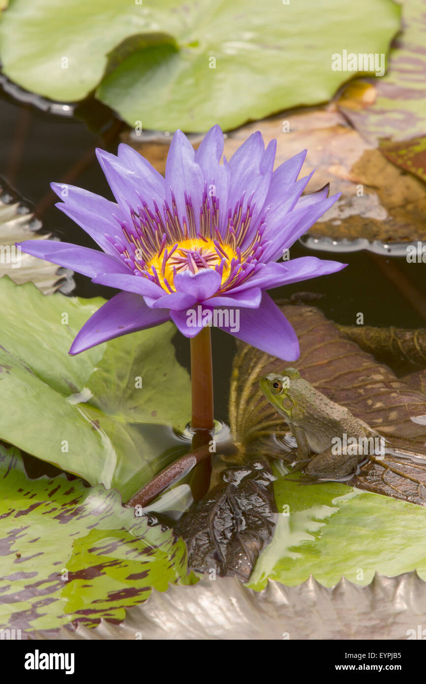 (Lithobates catesbeianus grenouille taureau américain), indigène de l'Amérique du Nord (Rana, catesbiena), Washington, District of Columbia, o Banque D'Images
