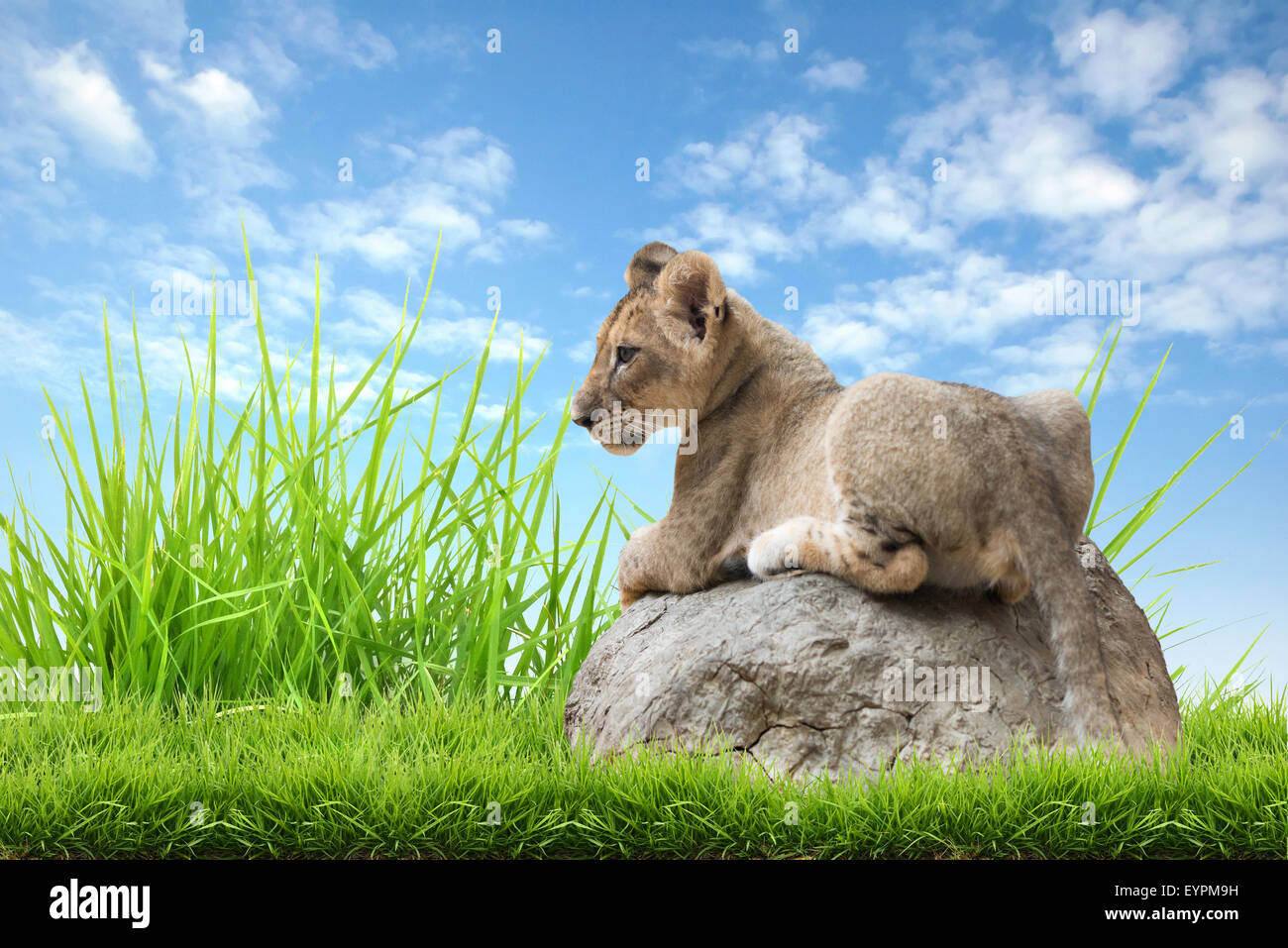 Lion bébé s'asseoir sur la roche avec de l'herbe bien verte et ciel bleu Banque D'Images