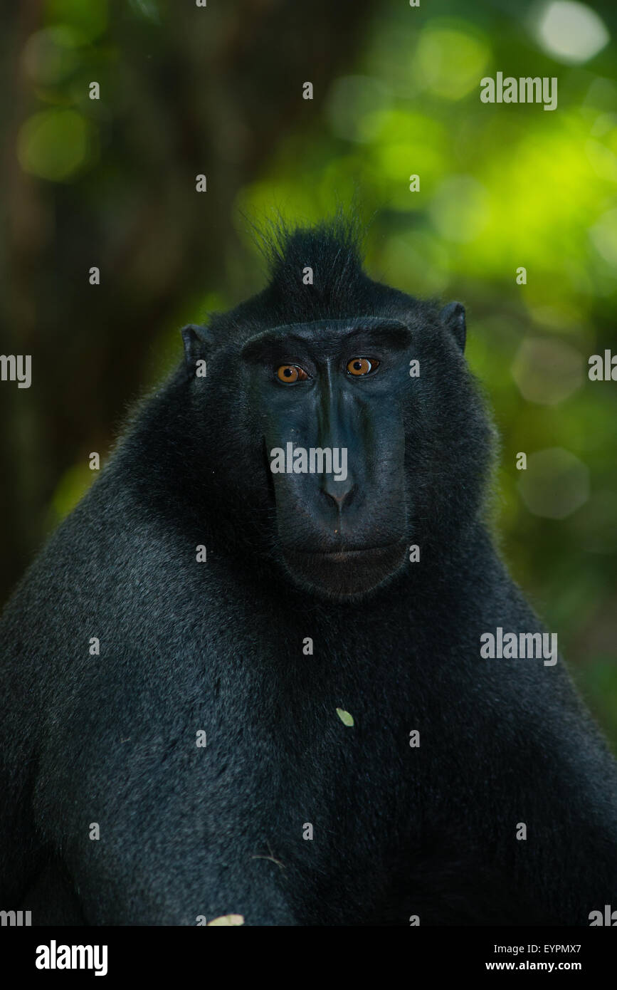 Un seul macaque à crête noire également connu sous le nom de Célèbes macaque noir se détend sur le terrain dans la forêt tropicale Banque D'Images