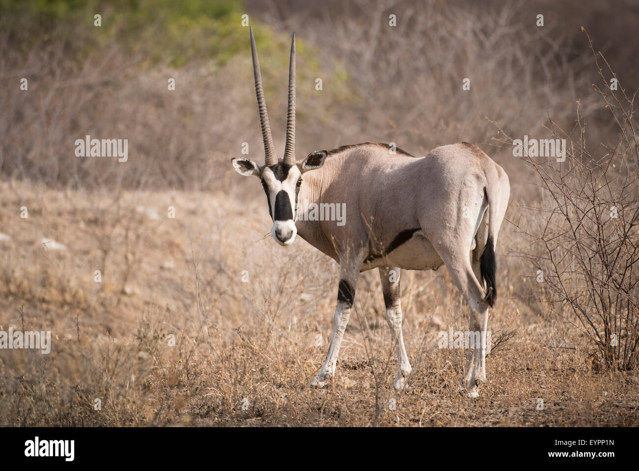 Oryx de beisa (Oryx beisa), Parc national Awash, en Éthiopie Banque D'Images