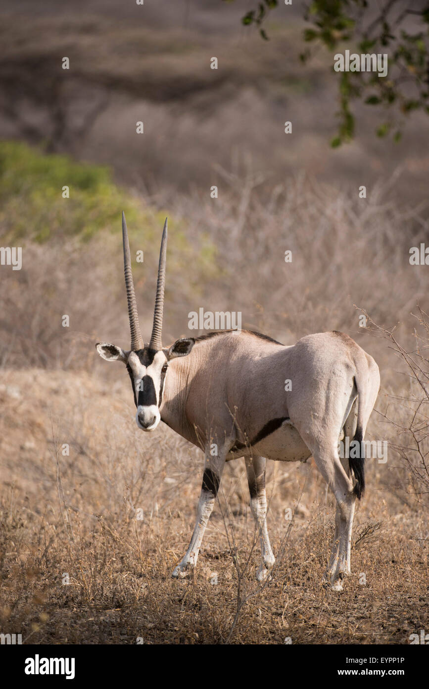 Oryx de beisa (Oryx beisa), Parc national Awash, en Éthiopie Banque D'Images