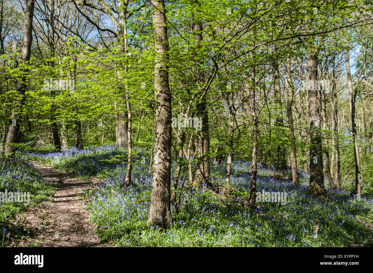 La couleur du bleu-bell woods Yorkshire Angleterre Angleterre fleurs au doux parfum des bois et de la couleur au printemps Banque D'Images