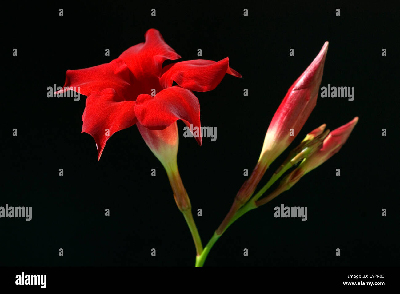 Dipladenia sundaville red Banque de photographies et d'images à haute  résolution - Alamy