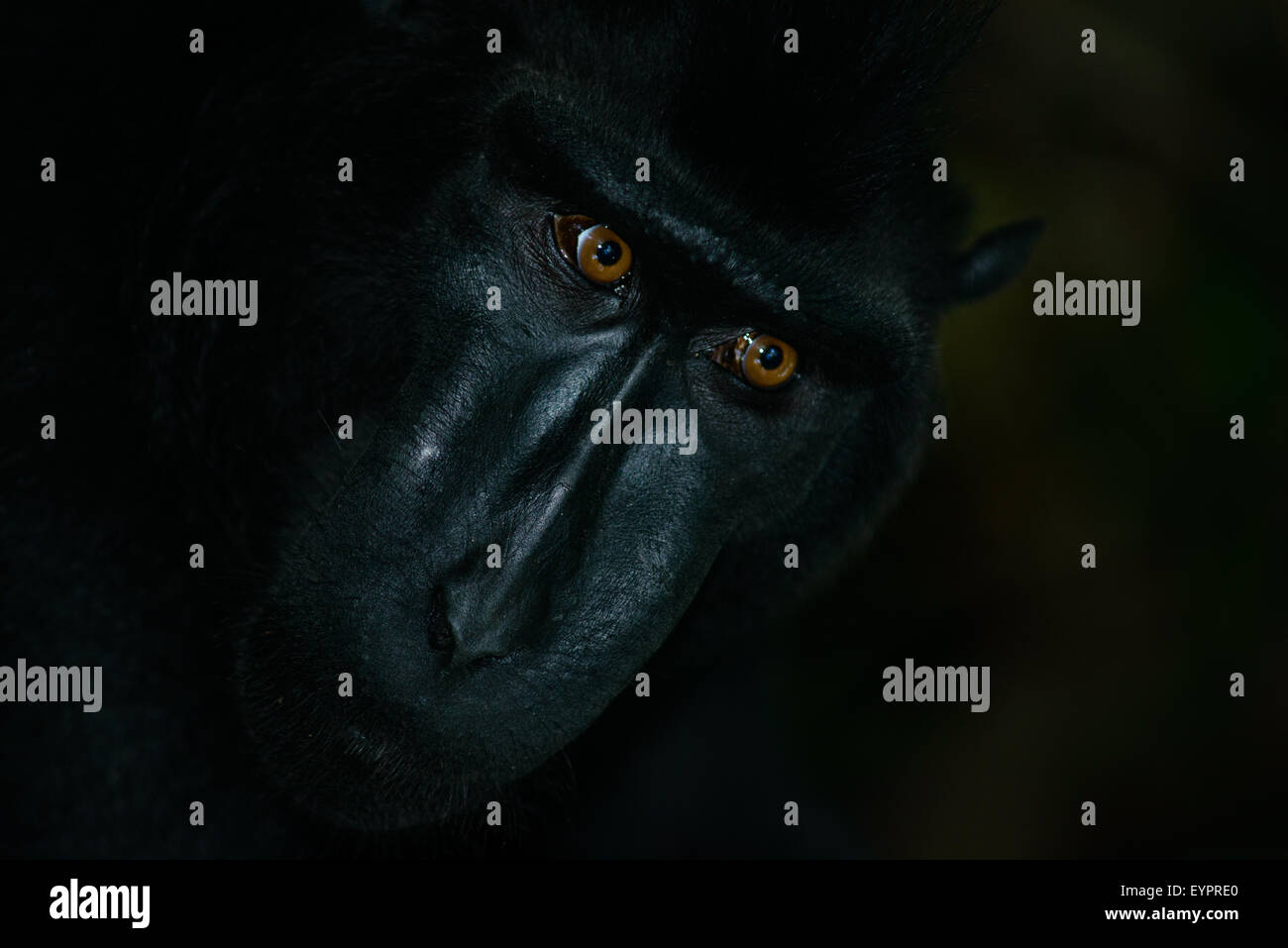 Un seul macaque à crête noire également connu sous le nom de Célèbes macaque noir se détend sur le terrain dans la forêt tropicale Banque D'Images